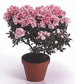 Rhododendron Simsii